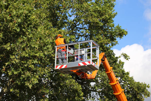 Best Tree Maintenance Programs  in Laurel Park, NC