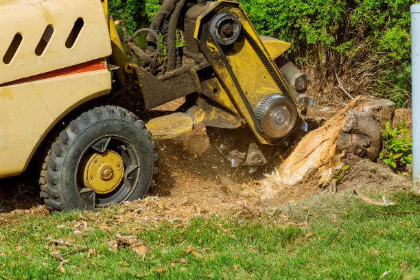 Best Hazardous Tree Removal  in Laurel Park, NC