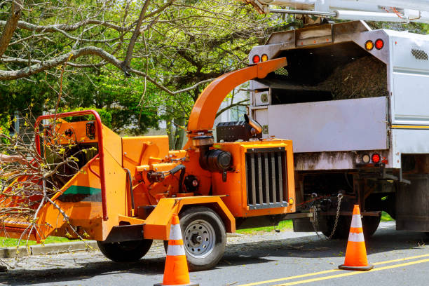 Best Tree Removal  in Laurel Park, NC