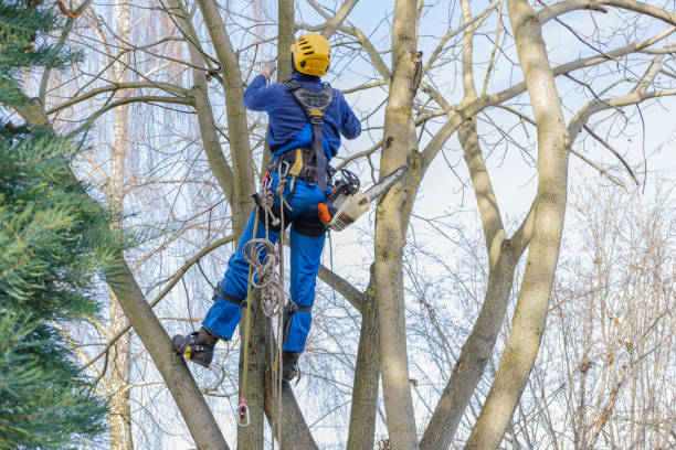 Best Palm Tree Trimming  in Laurel Park, NC