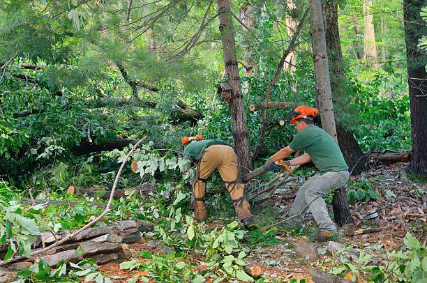 Best Root Management and Removal  in Laurel Park, NC