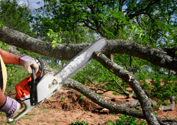 Best Arborist Consultation Services  in Laurel Park, NC